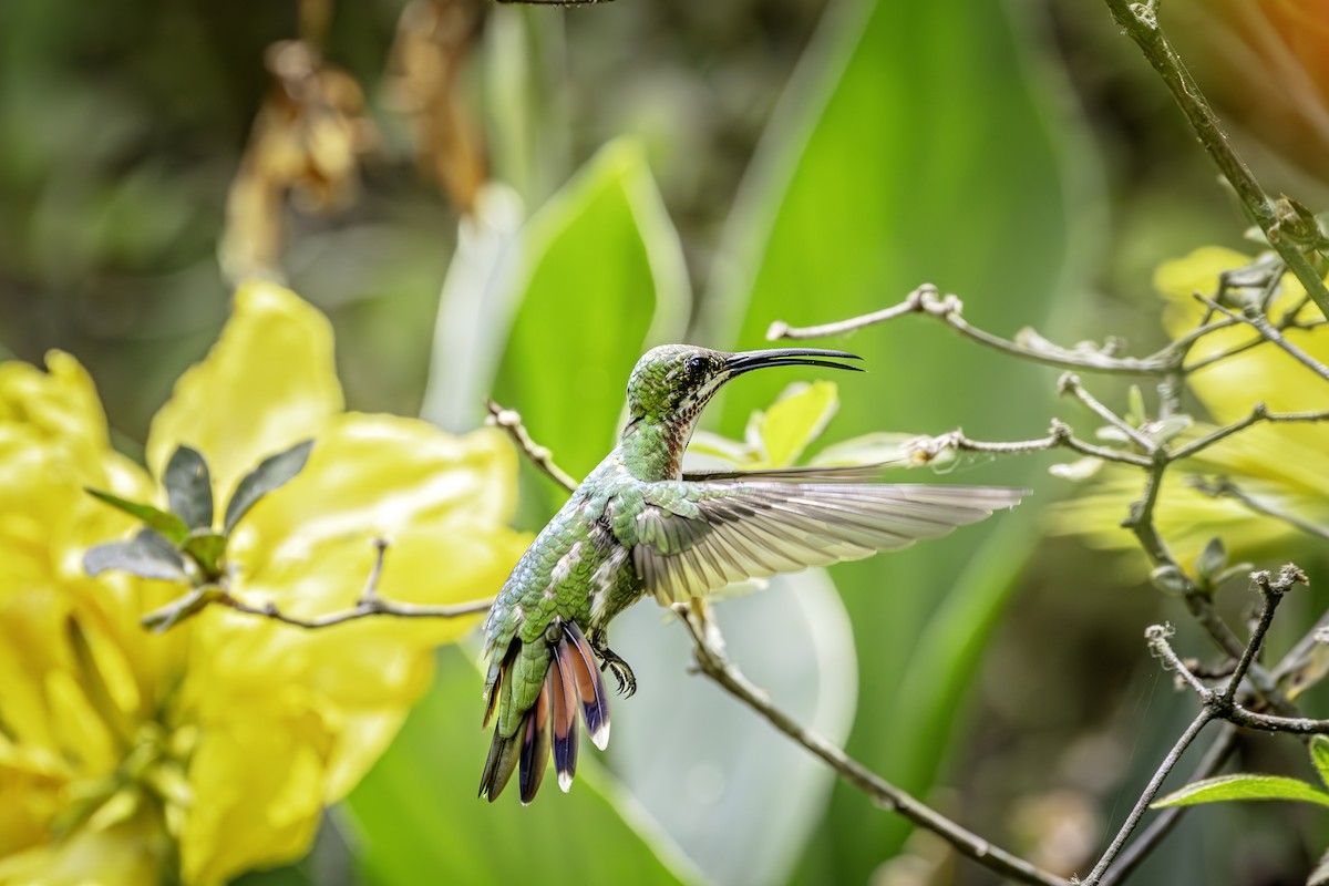 kolibřík lesklý - ML595200981