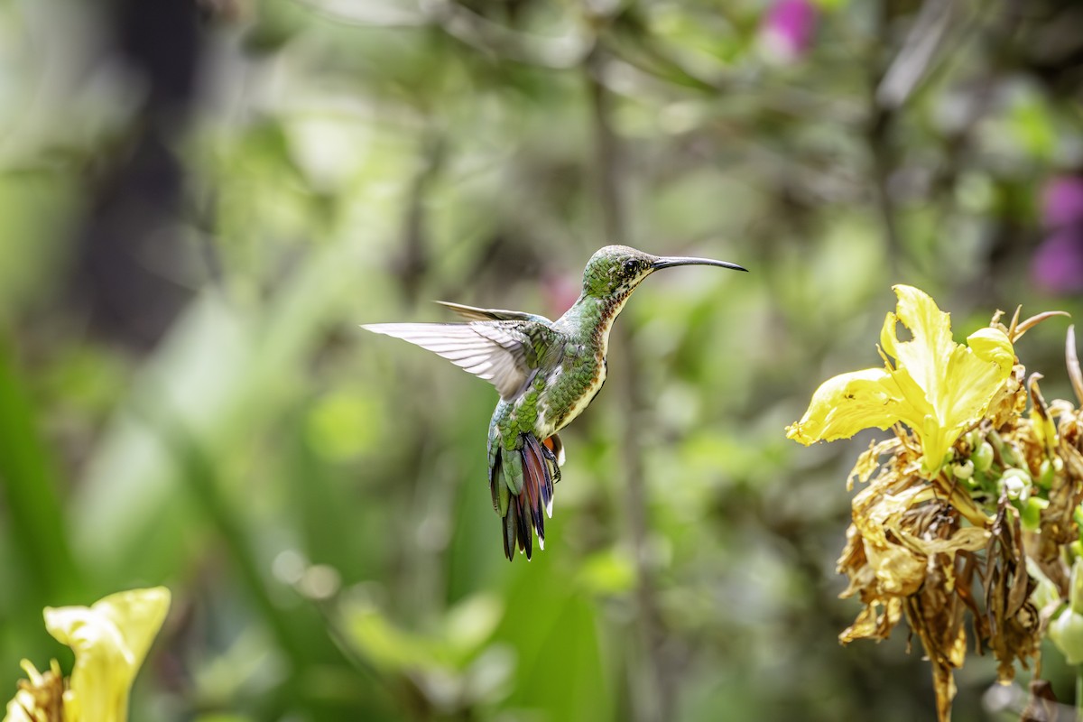 kolibřík lesklý - ML595200991