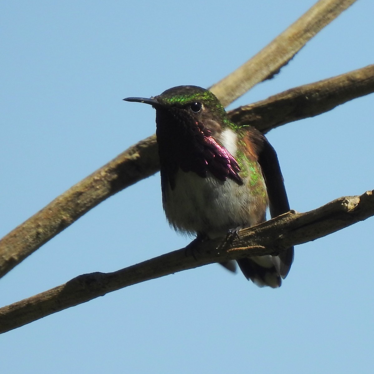 Wine-throated Hummingbird - Gregg Severson