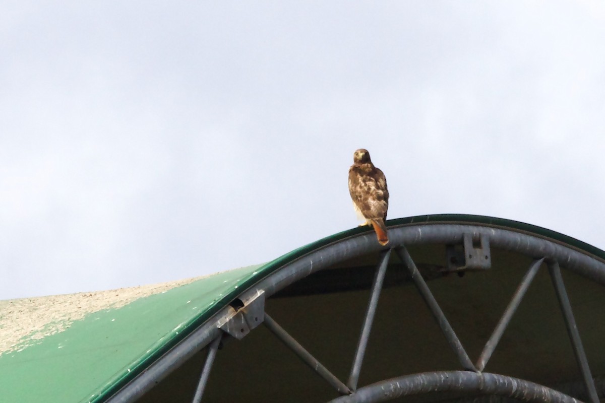 Red-tailed Hawk - ML595204501