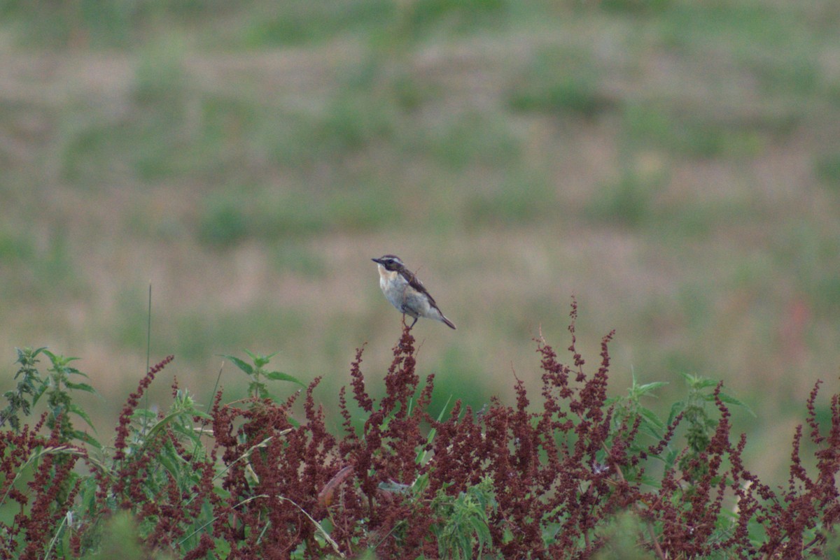 Whinchat - ML595205131