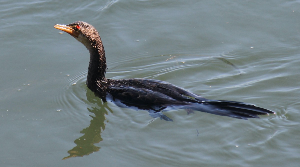 Long-tailed Cormorant - ML595210921
