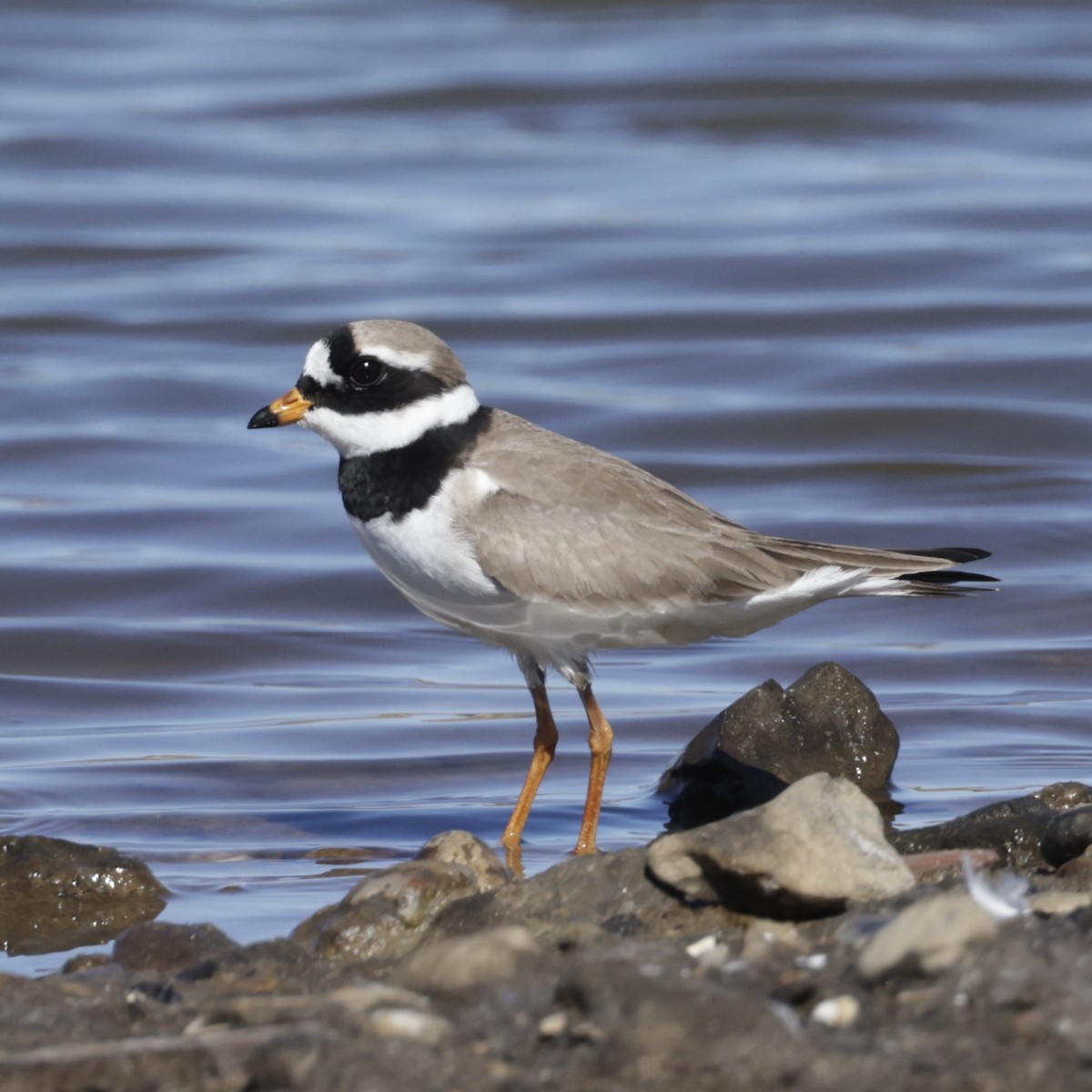 Common Ringed Plover - ML595223611