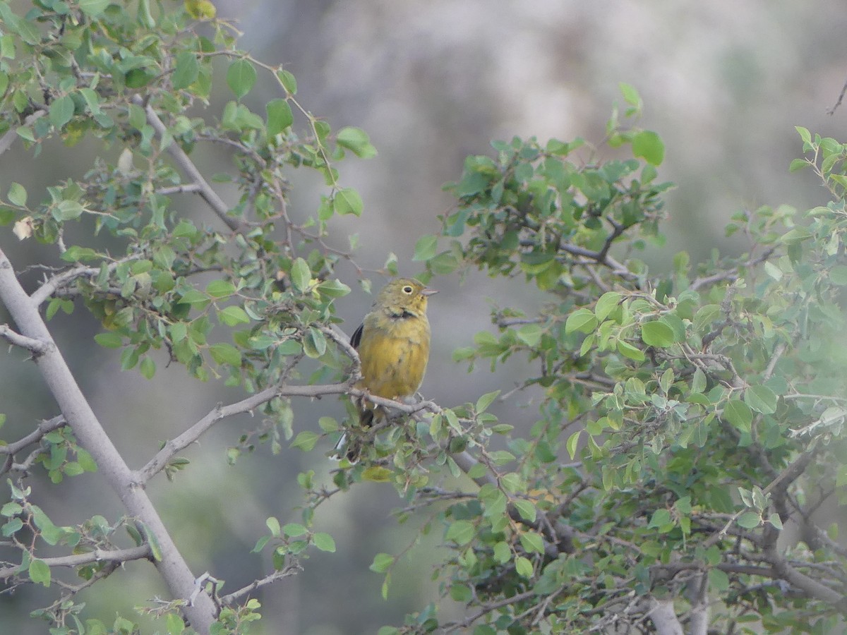 Cinereous Bunting (Yellow-bellied) - ML595223761