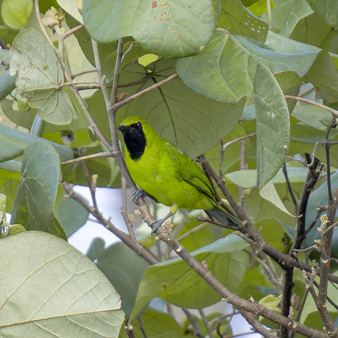 Lesser Green Leafbird - ML595228811