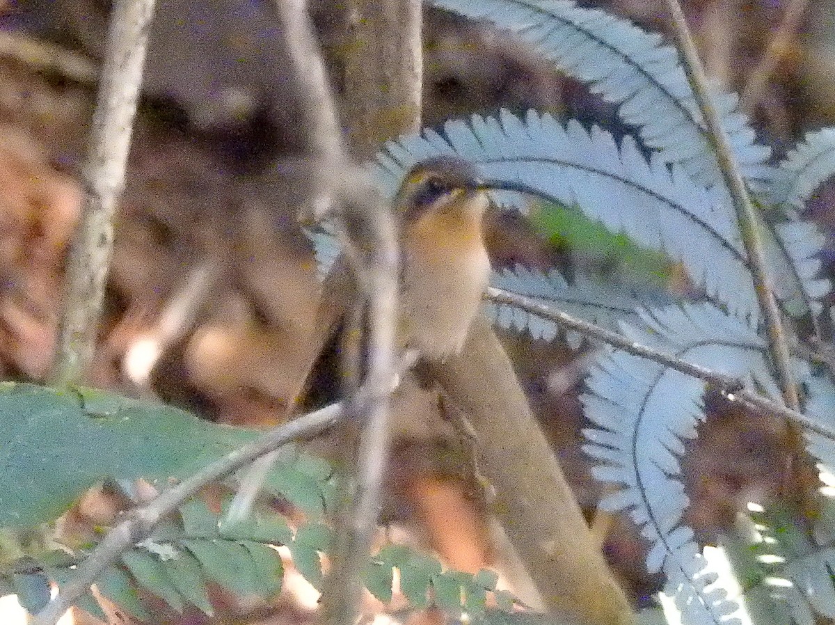 kolibřík skořicový - ML595236771