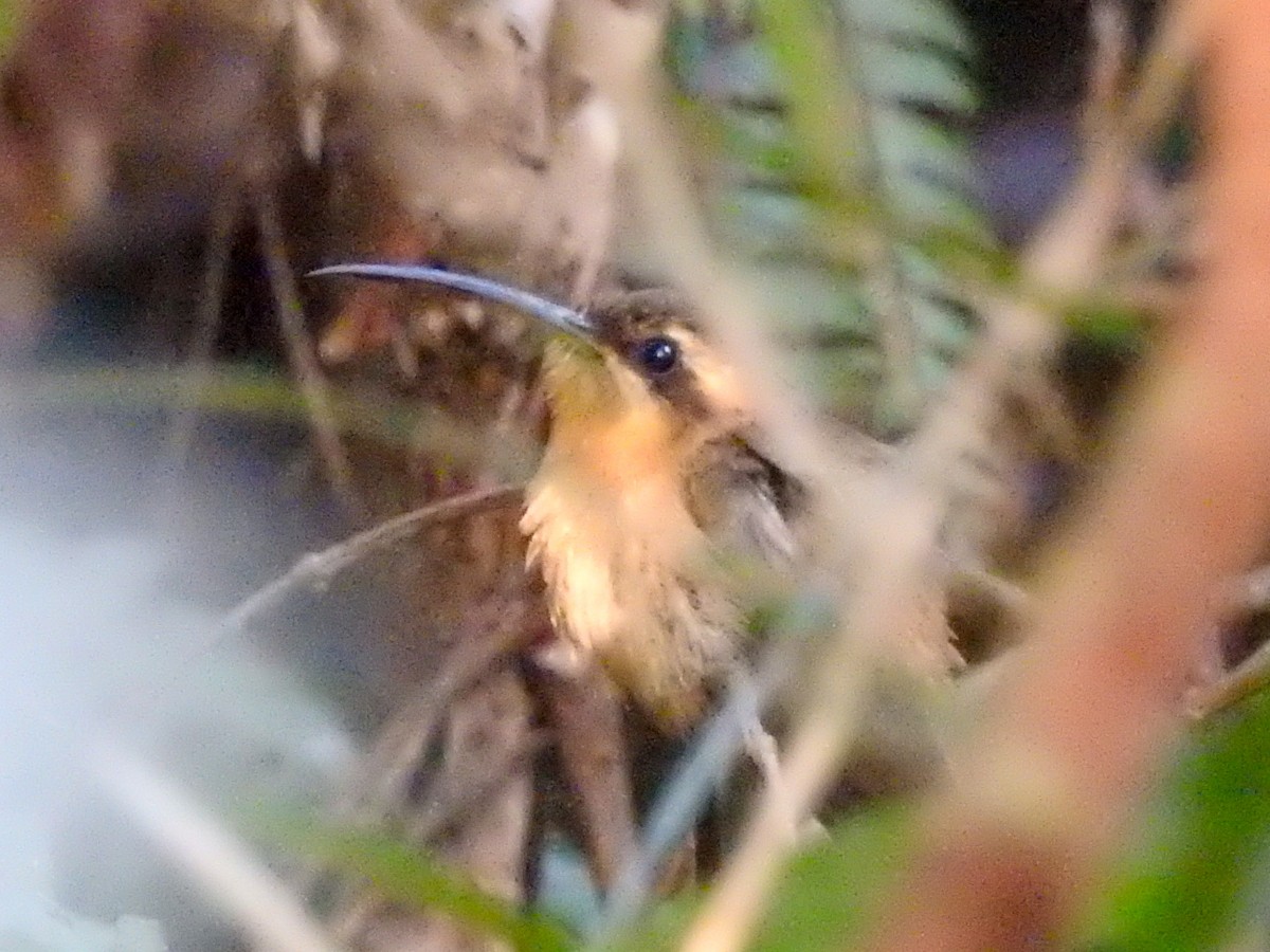 kolibřík skořicový - ML595236781