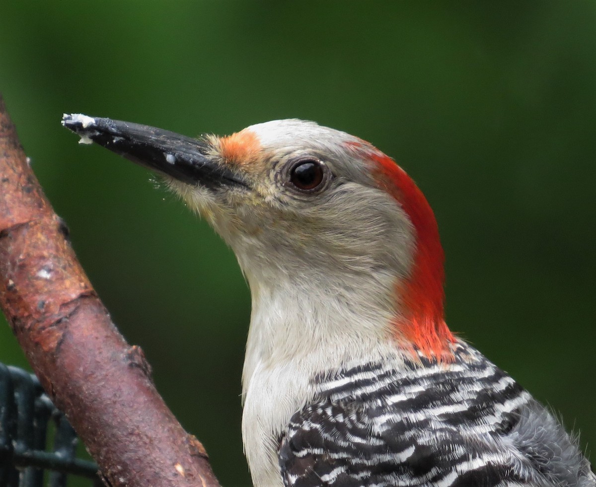 Red-bellied Woodpecker - Tom Pirro