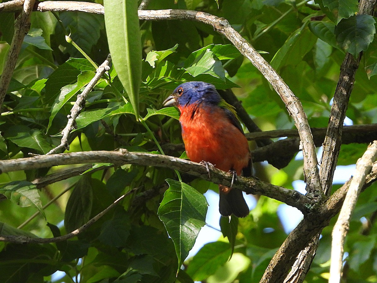 Painted Bunting - ML595243201