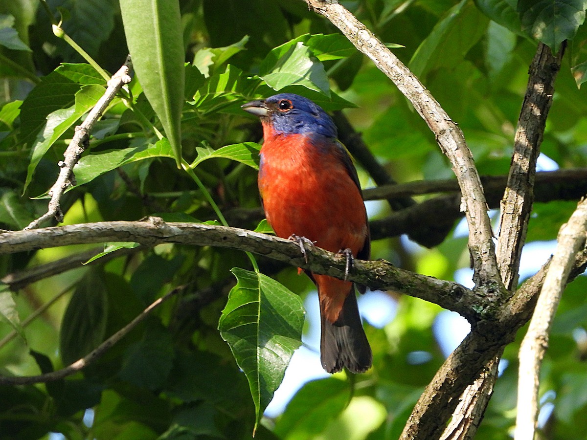 Painted Bunting - ML595243241