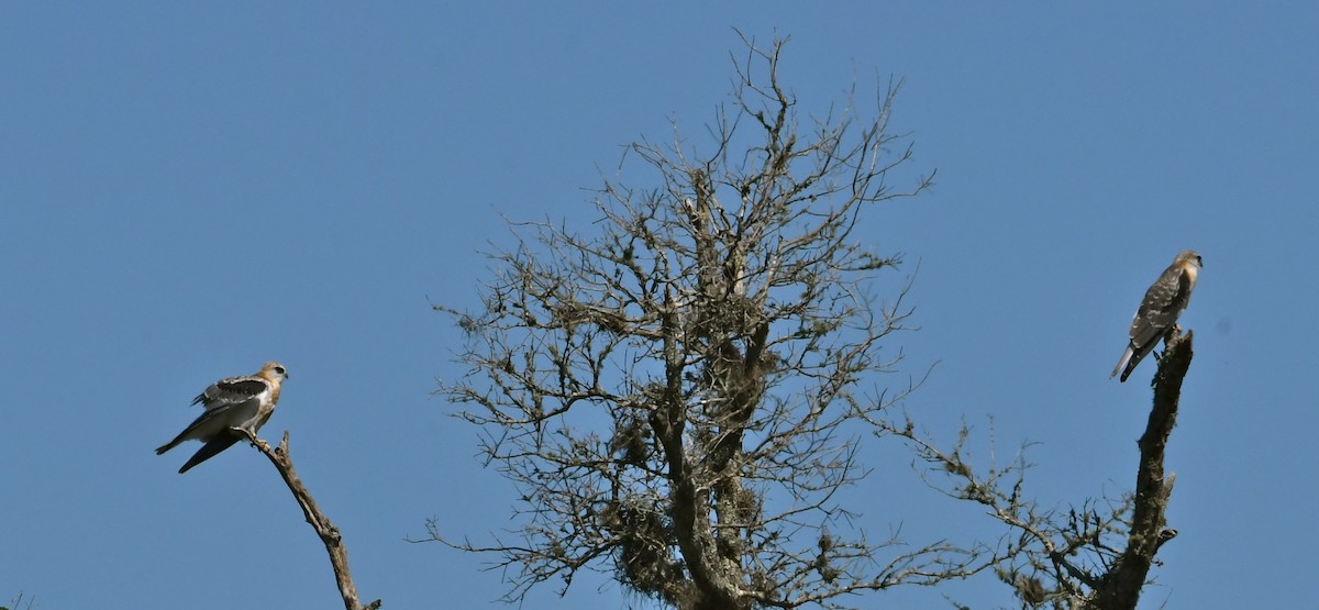 White-tailed Kite - ML59524421