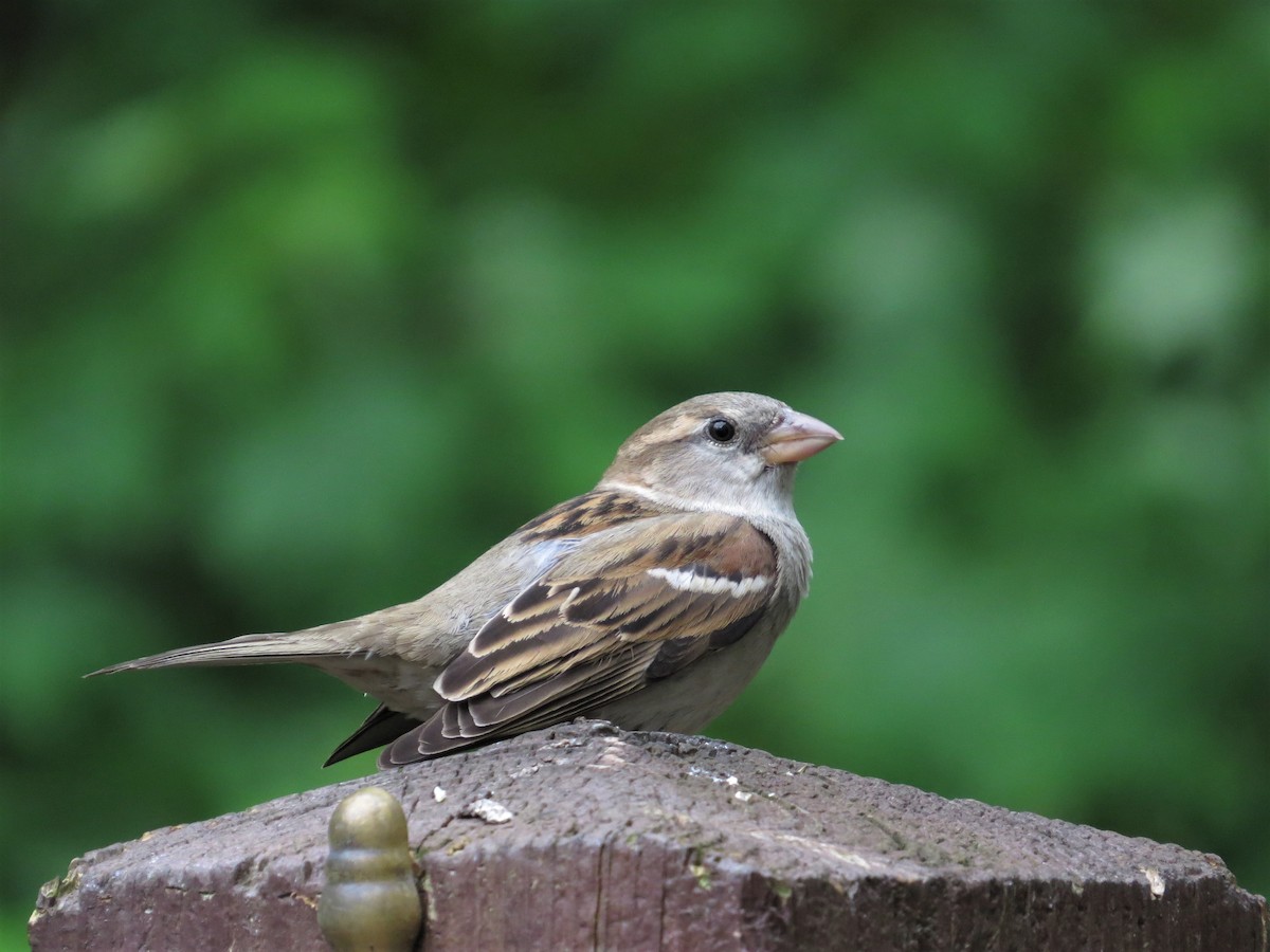 House Sparrow - Tom Pirro