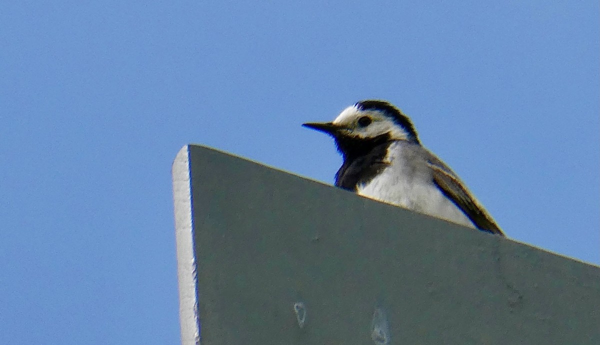 White Wagtail (White-faced) - ML595247491