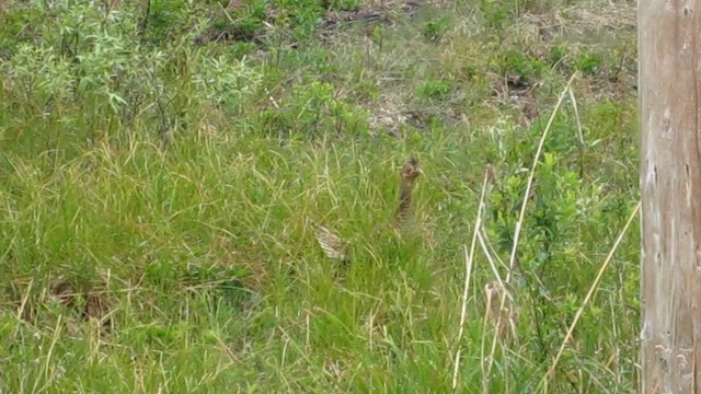 Sharp-tailed Grouse - ML595251591