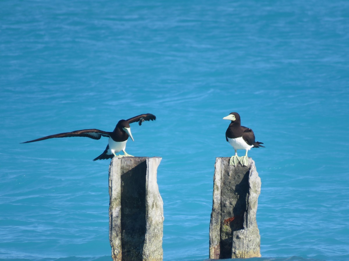 Brown Booby - ML595253951