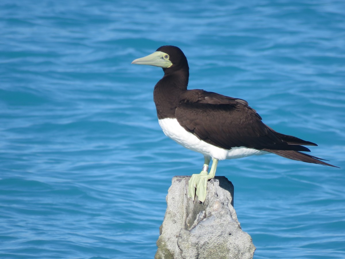 Brown Booby - ML595253961