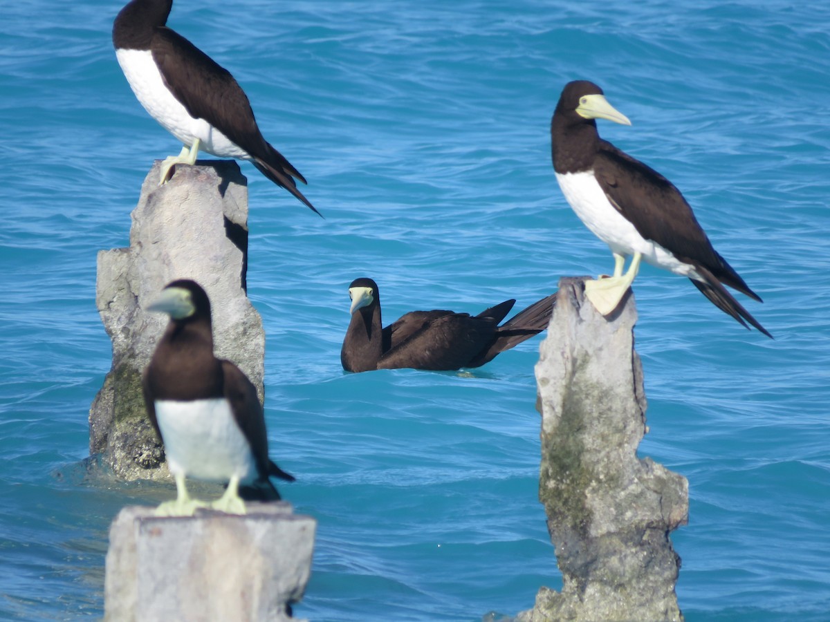 Brown Booby - ML595254111