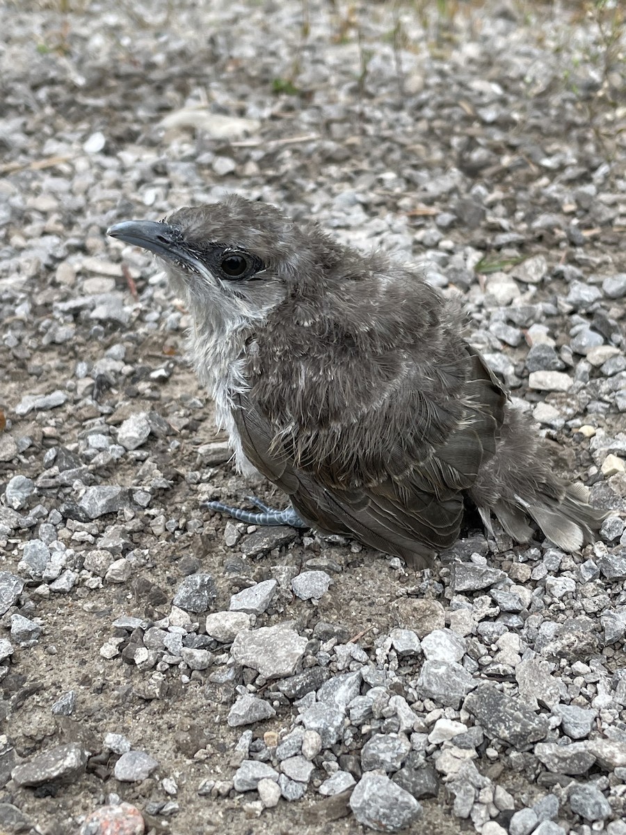 eBird Checklist 18 Jul 2023 AlpenaHillman Trail (462 to Indian Reserve Road) 3 species