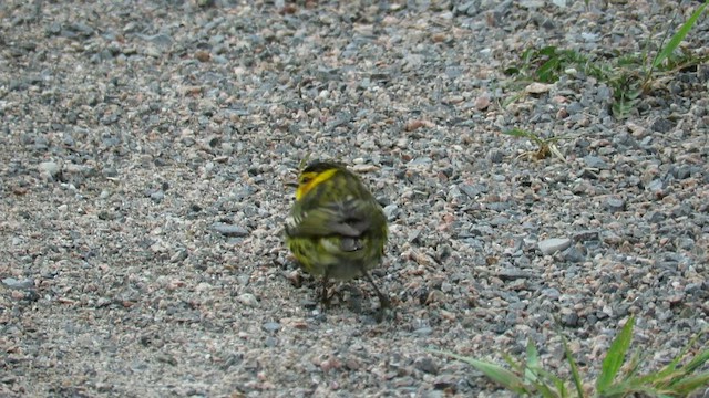 Cape May Warbler - ML595255171