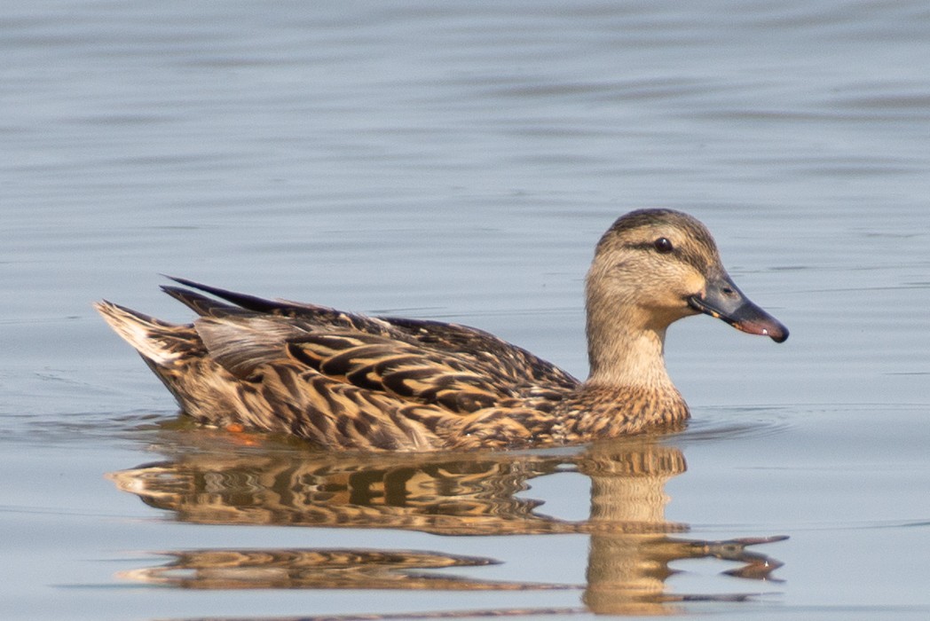 eBird Checklist - 18 Jul 2023 - Lake Crabtree Dam - 15 species