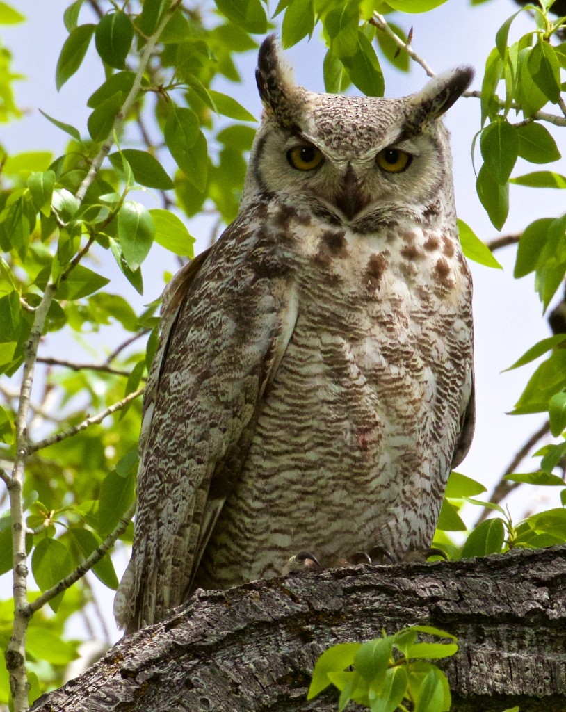 Great Horned Owl - ML59525631