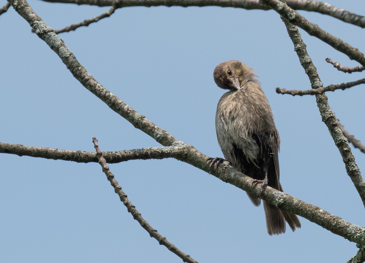 Brown-headed Cowbird - ML595257001