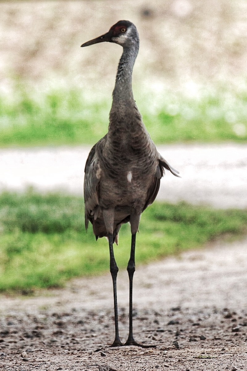 eBird Checklist 18 Jul 2023 Appleton Farm (TTOR) 18 species