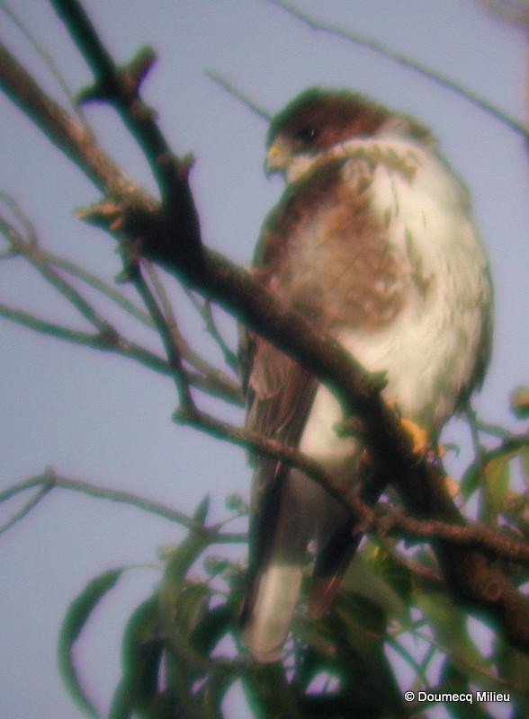 White-throated Hawk - Ricardo  Doumecq Milieu