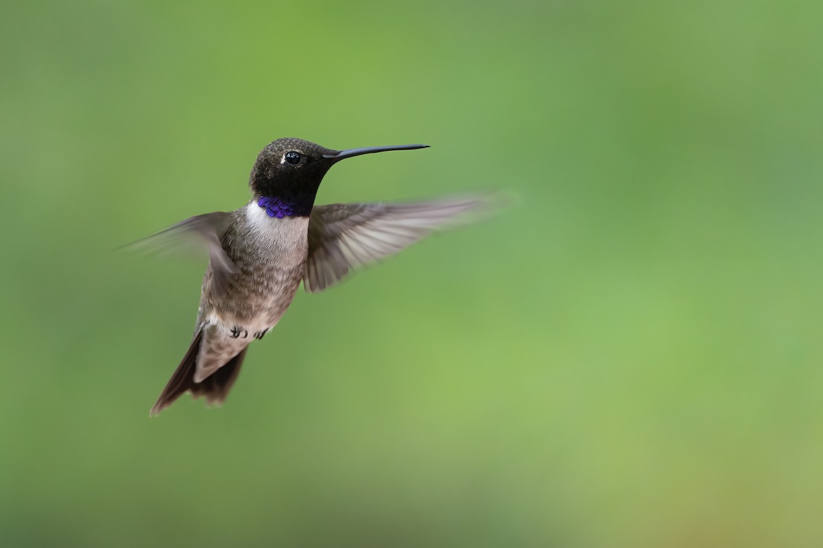Black-chinned Hummingbird - Mason Maron