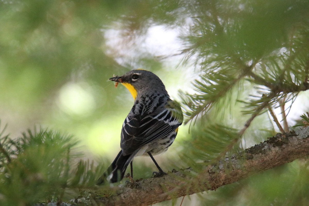 Yellow-rumped Warbler (Audubon's) - Ethan Green