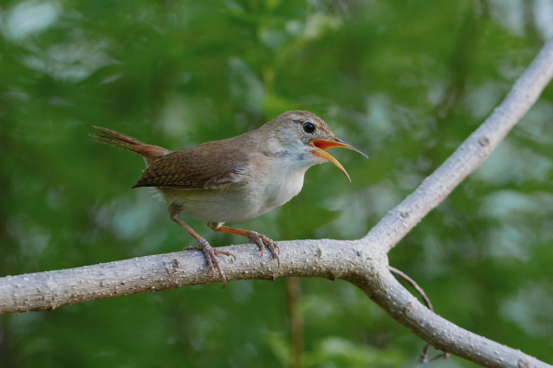 choch-n-criollo-mesoleucus-ebird