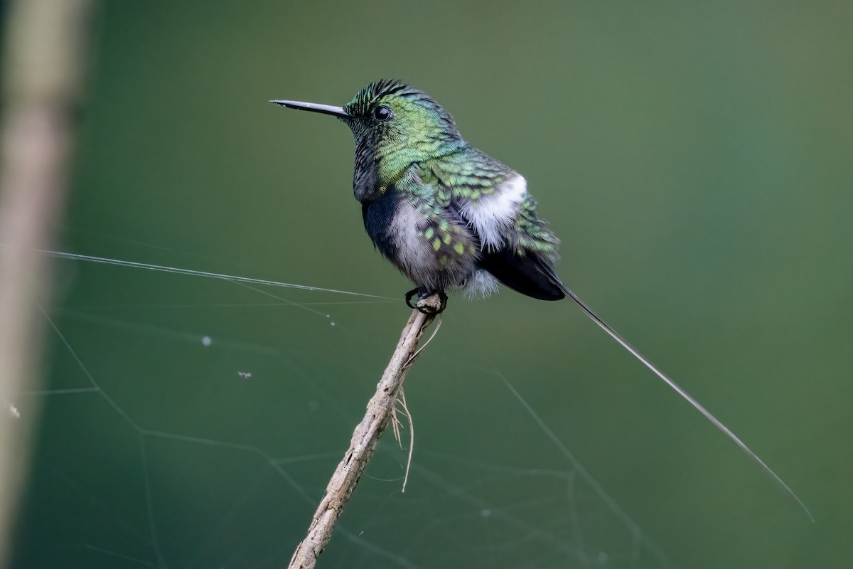 kolibřík nížinný - ML595263921