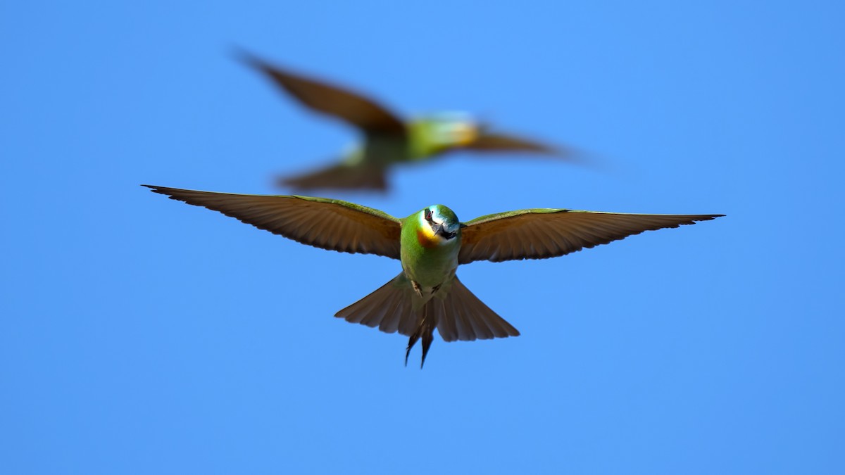 Blue-cheeked Bee-eater - ML59526431