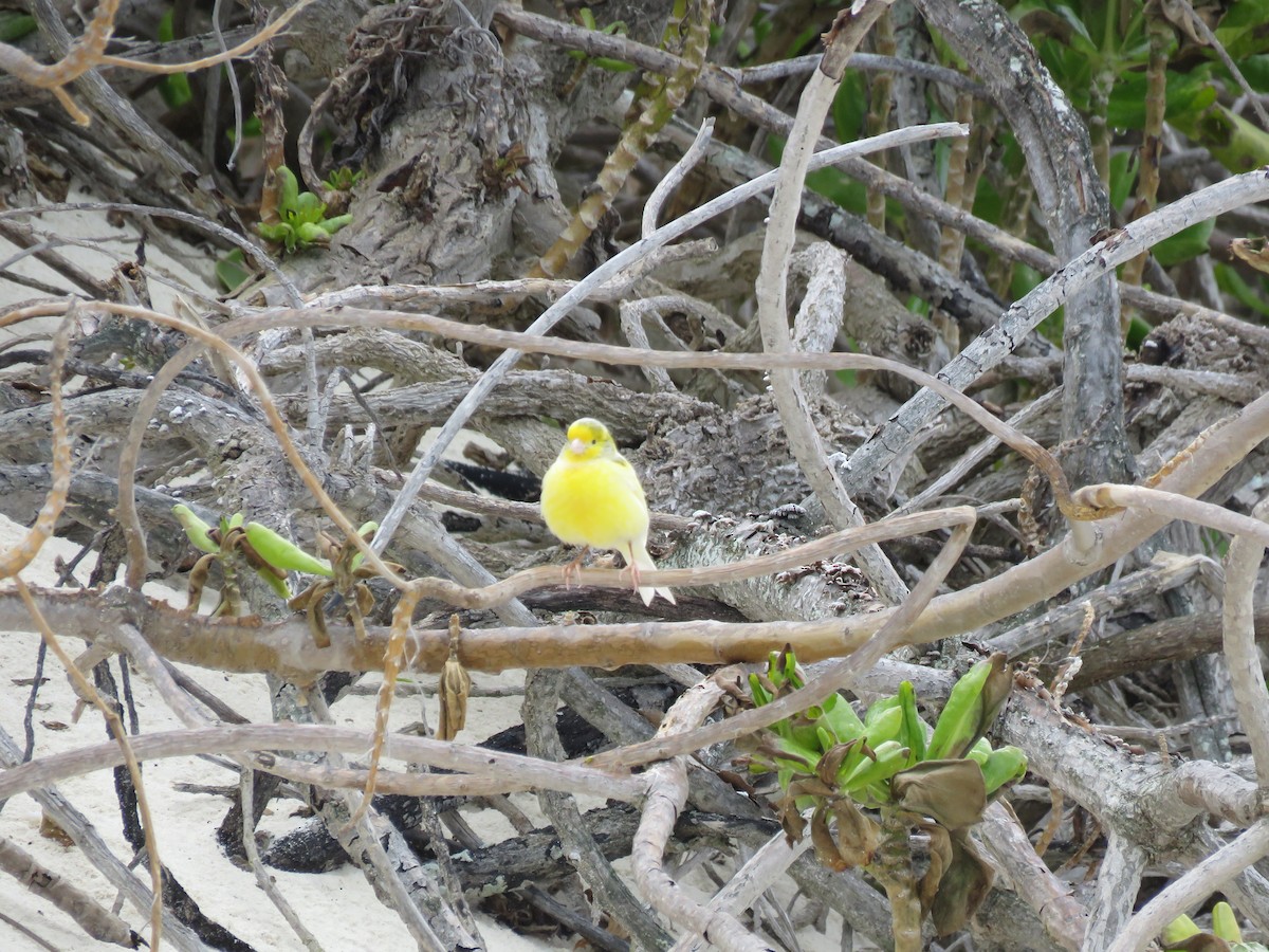Island Canary (Domestic type) - ML595265011