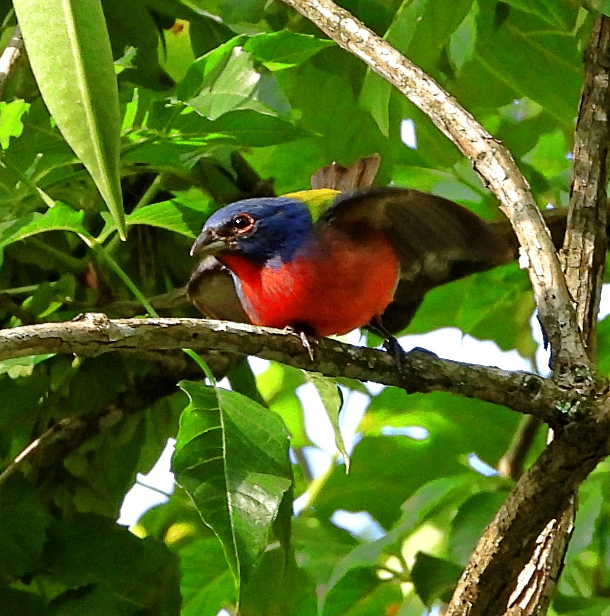 Painted Bunting - ML595269031