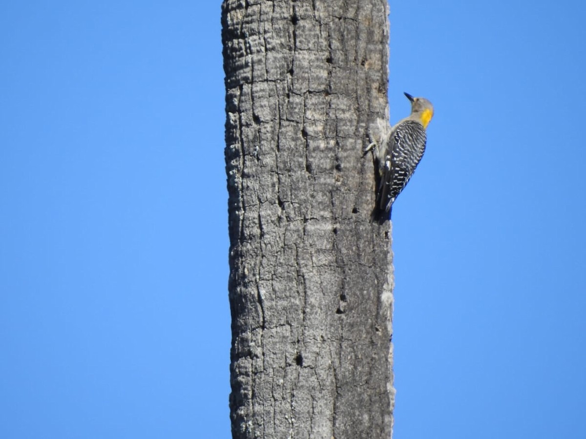 Golden-fronted Woodpecker - ML595271781
