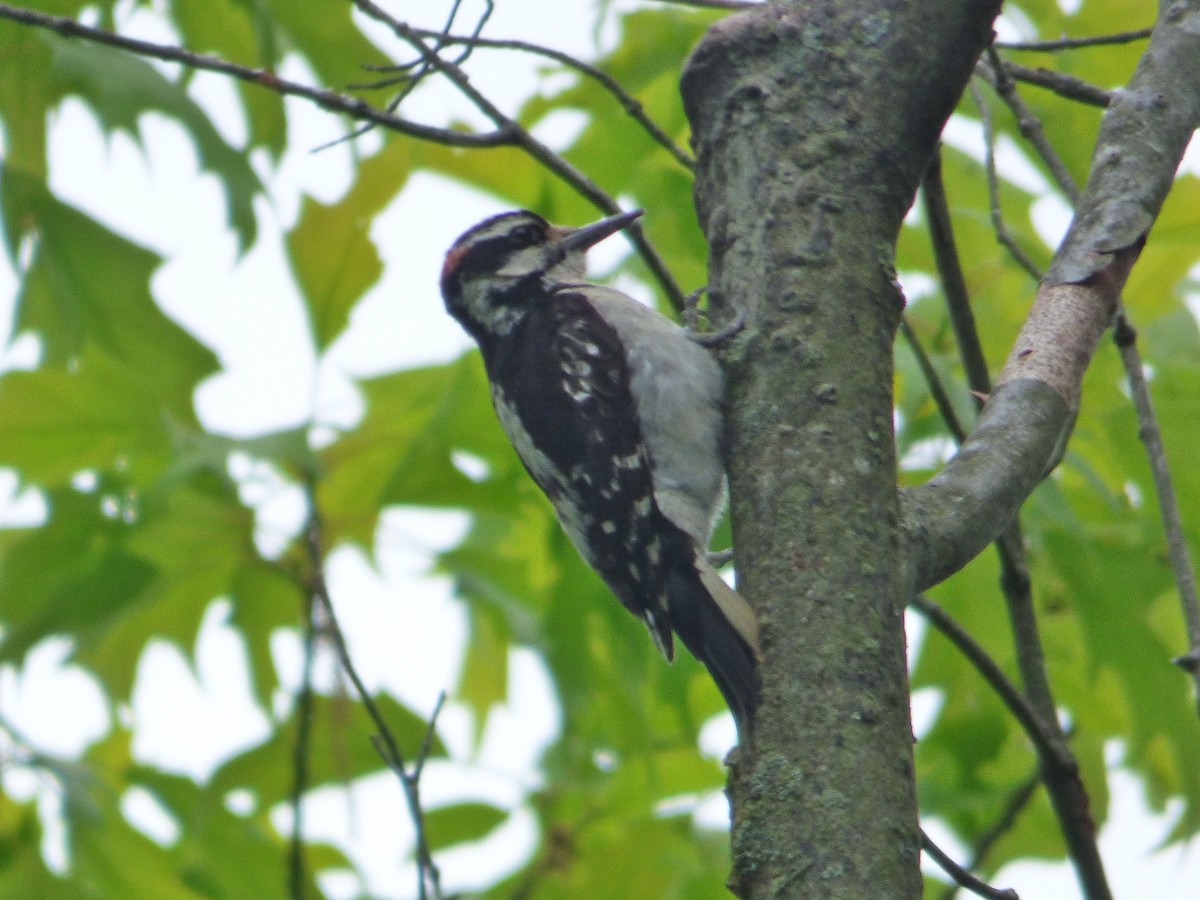 Hairy Woodpecker - ML59527321