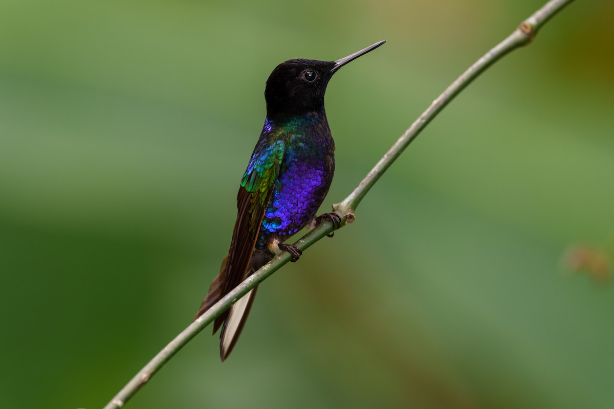 kolibřík hyacintový - ML595273561