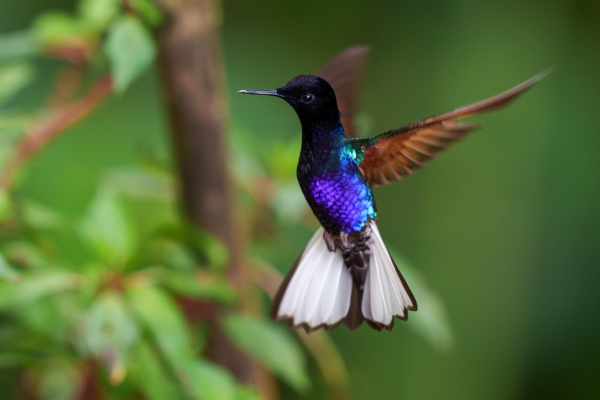 kolibřík hyacintový - ML595273571