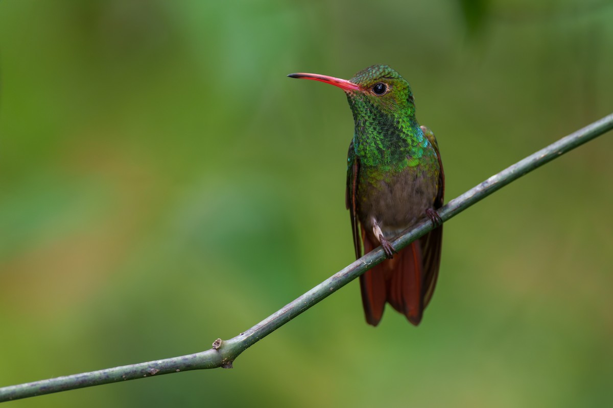 Rufous-tailed Hummingbird - ML595273871