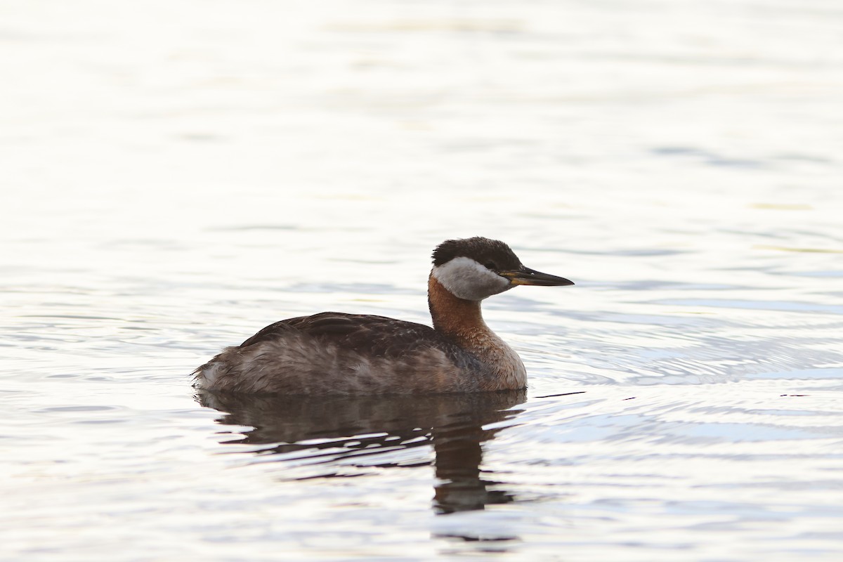 Red-necked Grebe - ML595277301