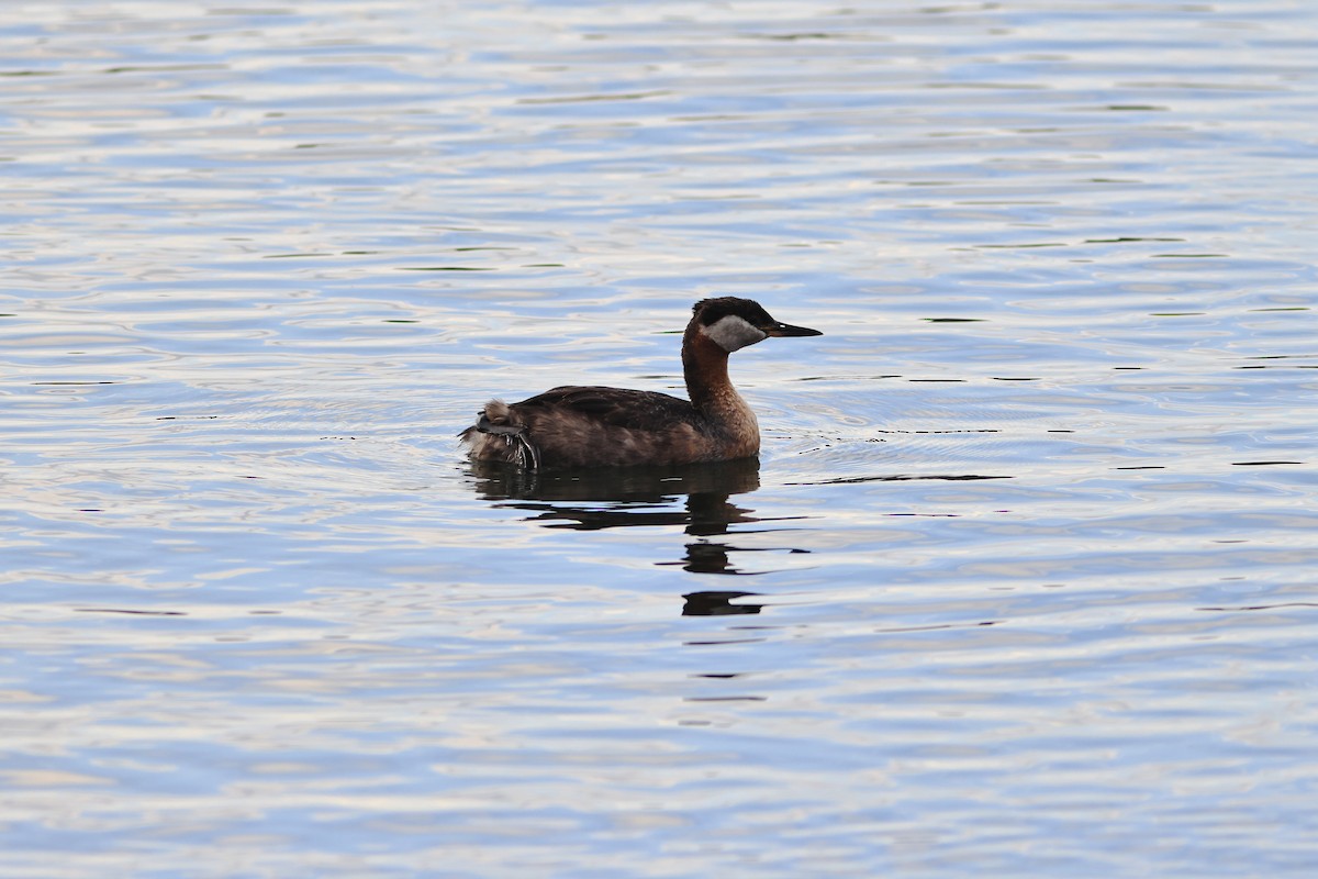 Red-necked Grebe - ML595277331