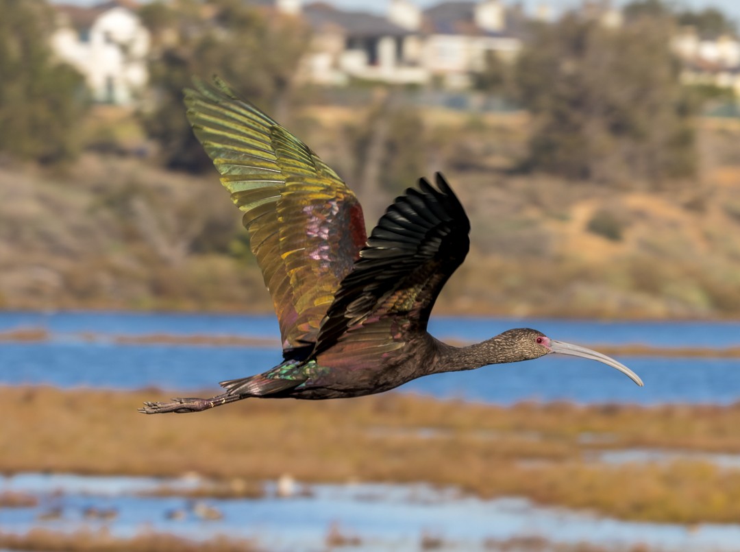 ibis americký - ML595277341