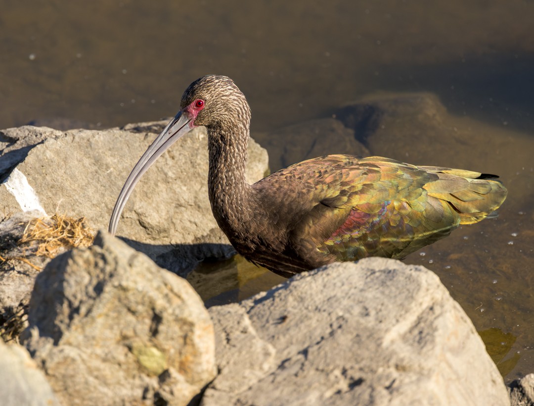 ibis americký - ML595277351