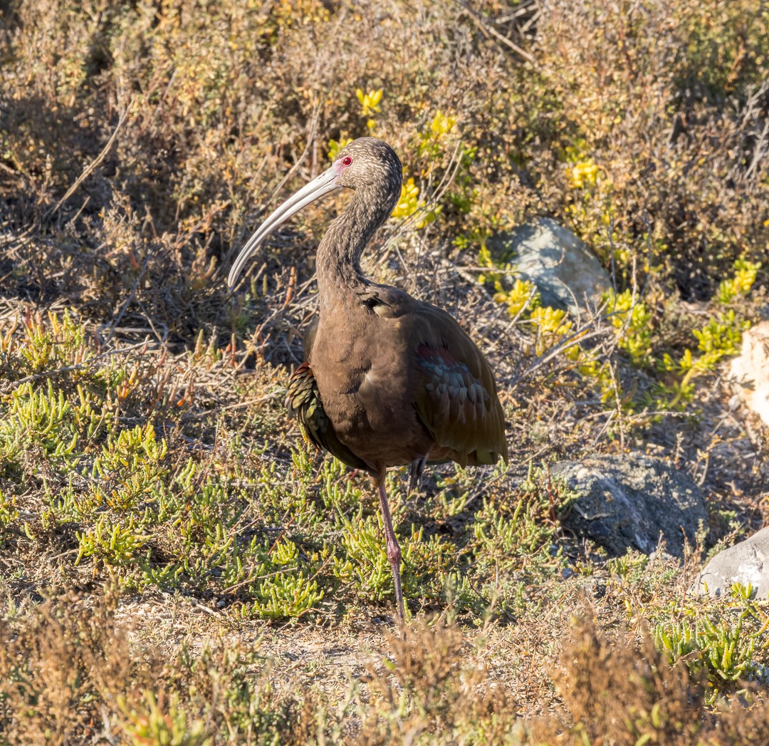 ibis americký - ML595277361