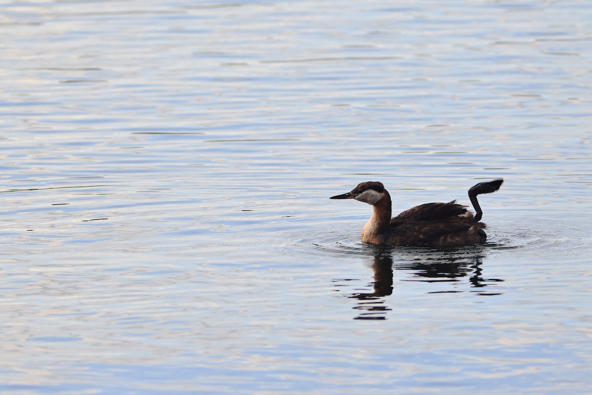 Red-necked Grebe - ML595277371