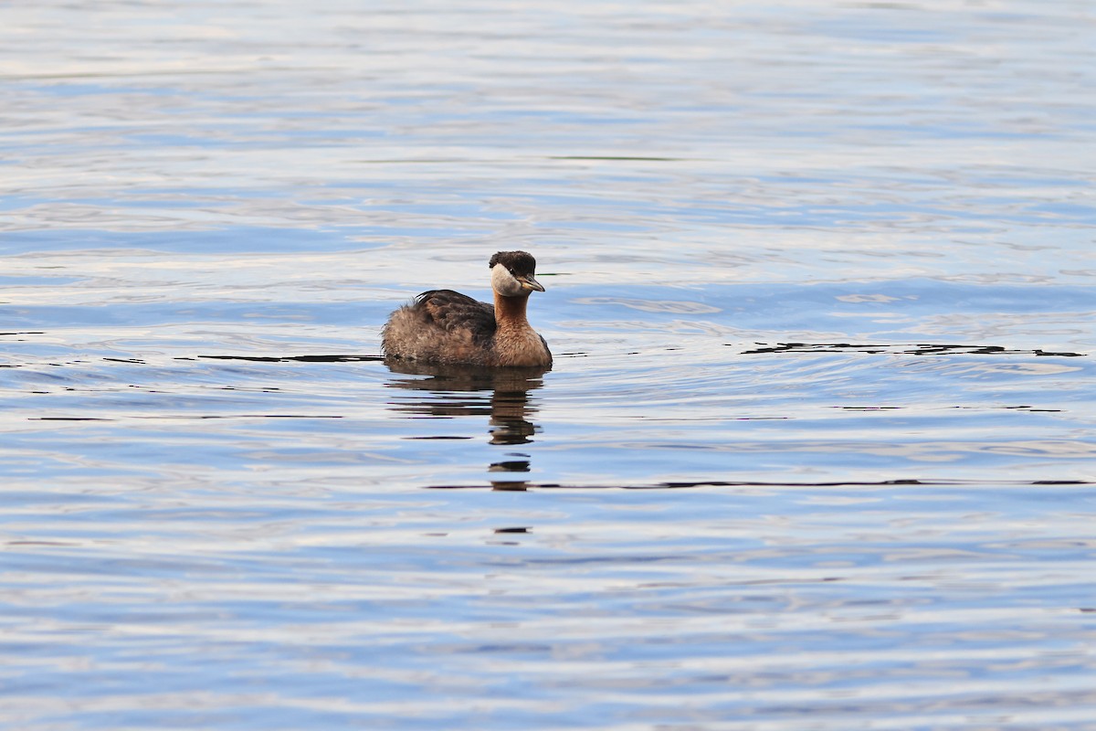 Red-necked Grebe - ML595277391