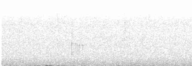 Koca Kuyruklu Karıncaavcısı - ML595282901