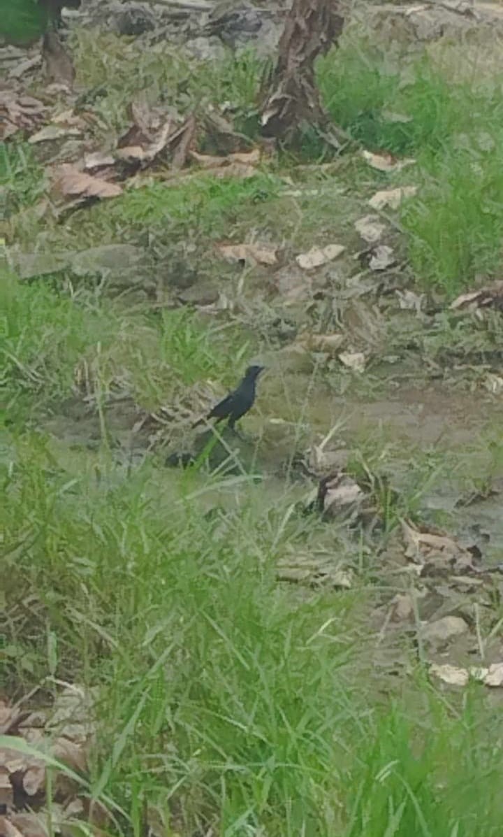 Great-tailed Grackle - Brayan Quinatoa