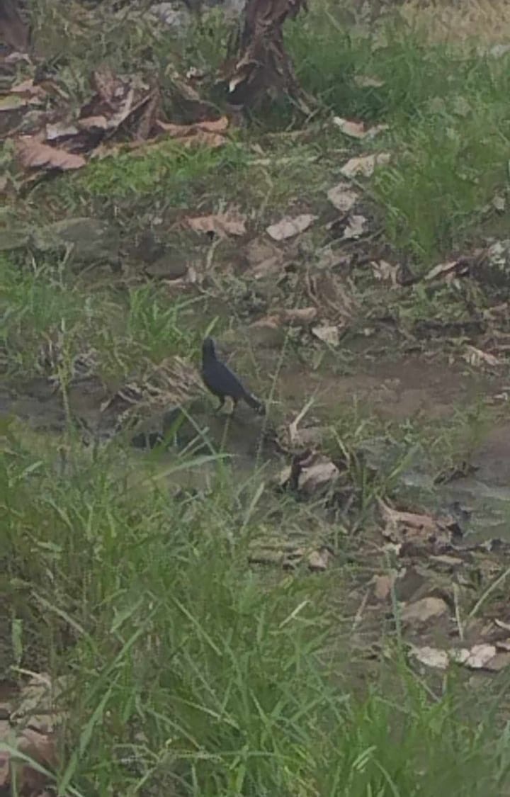 Great-tailed Grackle - Brayan Quinatoa